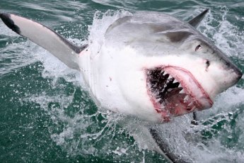 shark-cage-diving-south-africa 19039