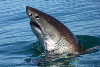 full-day-great-white-shark-cage-diving 19035