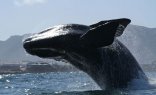 Southern Right Whale Full Day Tour