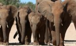 Addo Elephant Park Full Day Tour (SP2)