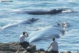 Private Touring - Southern Right Whale Full Day Tour