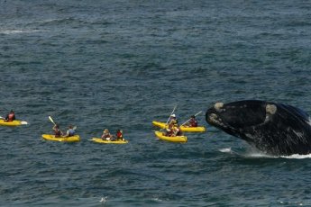whale-watching-tour-from-cape-town-to-hermanus-dow 73493