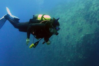 snorkeling-with-seals-dow 49345