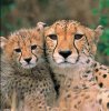 Safaris Lodges in the Western Cape