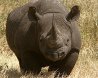Black Rhino Game Reserve