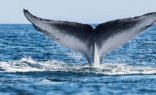 Whale Watching Tour from Cape Town to Hermanus (Dow)