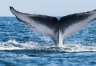 Whale Watching Tour from Cape Town to Hermanus (Dow)