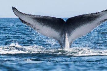 whale-watching-tour-from-cape-town-to-hermanus-dow 73494