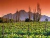 Cape Winelands Tours