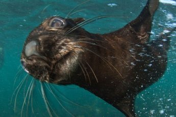 snorkeling-with-seals-dow 49341