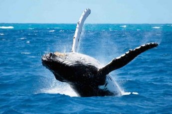 whale-watching-tour-from-cape-town-to-hermanus-dow 73495