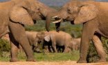 Full Day Addo Elephant National Park -   (I)