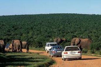 full-day-addo-elephant-national-park-ili 48890