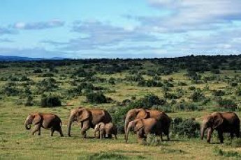 full-day-addo-elephant-national-park-ili 48893