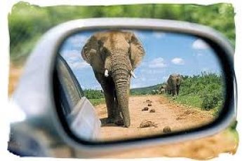 full-day-addo-elephant-national-park-ili 48900