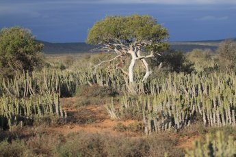 full-day-addo-elephant-national-park-ili 66918