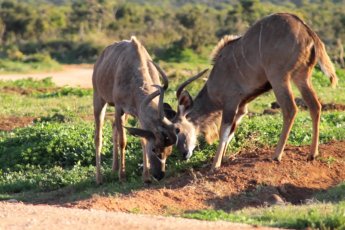 full-day-addo-elephant-national-park-ili 66919