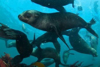 snorkeling-with-seals-dow 49343
