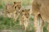 Sabi Sand Game Reserve