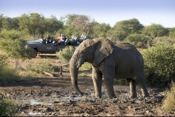 madikwe-safari-lodge 93941