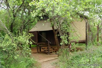 mosetlha-bush-camp 77254