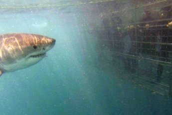 private-shark-cage-diving-ili 93492