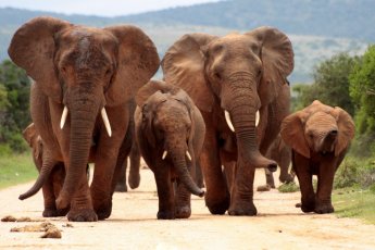 full-day-addo-elephant-national-park-ili 66920