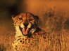 Thornybush Game Reserve