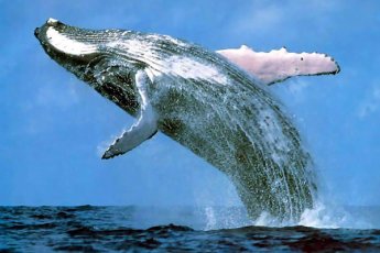 whale-watching-tour-from-cape-town-to-hermanus-dow 73498