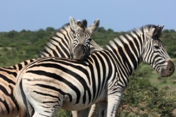 full-day-hluhluwe-game-reserve-ili 67068